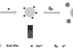ZnCdSe QDs熒光探針的制備方法及應(yīng)用
