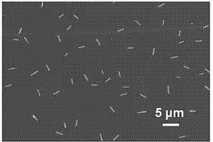 全無機(jī)鈣鈦礦納米線CsPbX<sub>2</sub>Y及其制備方法和應(yīng)用