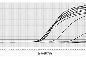 乙型肝炎病毒熒光定量PCR檢測試劑盒及其應(yīng)用