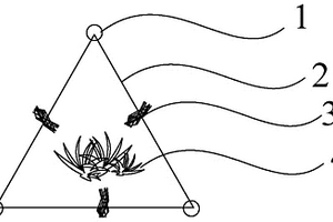 植物網(wǎng)結(jié)構(gòu)生態(tài)護(hù)灘方法