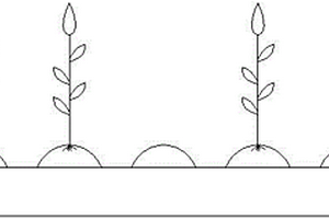 二比空玉米種植方法