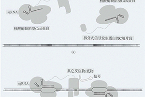 核酸的檢測方法