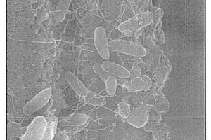 改性重鈣粉體及其利用改性重鈣粉體制備的超疏水涂料、制備方法、使用方法及其應(yīng)用