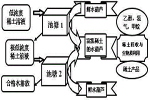 利用水葫蘆從低濃度稀土溶液中富集回收稀土的方法