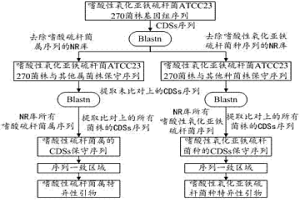 用于檢測嗜酸硫桿菌的引物對及設(shè)計方法與檢測方法