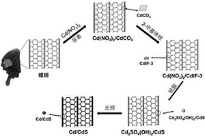蝶翅構(gòu)型Cd/CdS復(fù)合材料的制備方法及其應(yīng)用