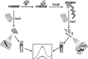 基于hemin?石墨烯復(fù)合材料分析檢測(cè)PARP活性的方法