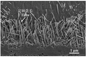 基于石墨烯模板化制備定向生長TiBw增強(qiáng)鈦基復(fù)合材料的方法