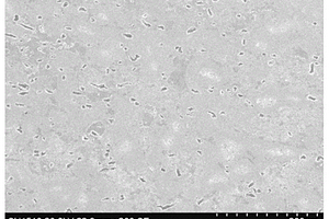 短碳纖維增強(qiáng)Ti<Sub>2</Sub>AlNb復(fù)合材料的制備方法