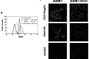 二維硫化鉬多肽復合材料及其在靶向CD47癌癥標記中的應用