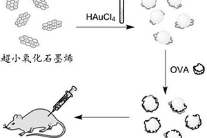 超小氧化石墨烯-金納米粒子免疫復合物及其制備方法