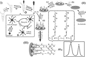 lncRNA MEG3雙重檢測電化學(xué)基因傳感器，其制備方法與應(yīng)用