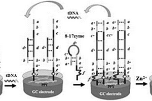 DNA傳感器及其制備方法、一種檢測(cè)短鏈DNA的方法