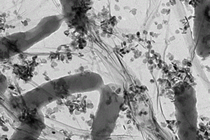 Cu<Sub>2</Sub>O/RGO@SW無機/生物雜合光催化劑的制備方法及其應(yīng)用