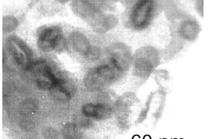 碳包覆過(guò)渡金屬納米中空顆粒的制備方法