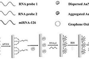 基于氧化石墨烯包覆的金納米粒子的光纖miRNA傳感器、材料、探頭及其應(yīng)用