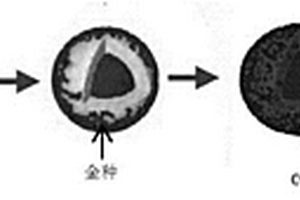 增強熒光的金納米嵌套結(jié)構(gòu)復(fù)合微粒及其制備方法