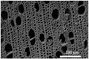 用于電解水產(chǎn)氫的衍生功能孔木材的制備方法及應(yīng)用