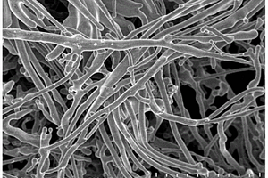 以石墨烯為模板制備銅纖維氈的方法