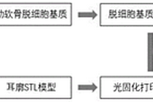 基于脫細(xì)胞肋軟骨基質(zhì)的3D打印生物墨水及其制備方法與應(yīng)用