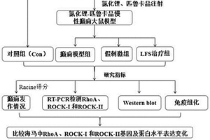 慢性癲癇大鼠模型的構(gòu)建及其用途