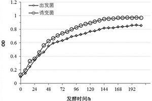 粘著箭菌及其制備方法和在生產(chǎn)維生素B12中的應(yīng)用