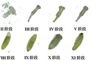 蟲卵固定方法及觀察方法