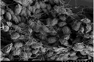 細(xì)菌纖維素固定化微藻處理廢水的方法