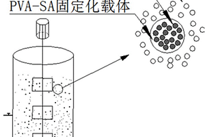 固定化厭氧氨氧化耦合短程反硝化處理城市污水和硝酸鹽廢水的方法