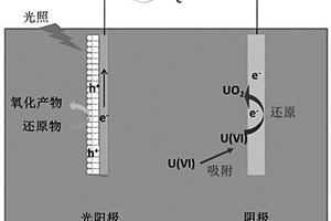 從含鈾廢水或海水中提取鈾的裝置、方法及其應(yīng)用