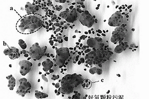 利用好氧顆粒污泥去除和回收有機(jī)酸廢水中陽離子重金屬的裝置和方法