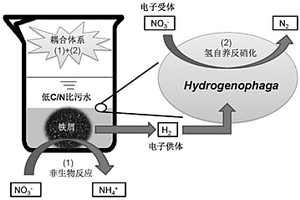 去除低碳氮比廢水中硝酸鹽的鐵耦合自養(yǎng)反硝化系統(tǒng)及方法