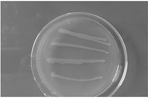 芽孢桿菌及其制備高效鉛鋅廢水絮凝劑的方法