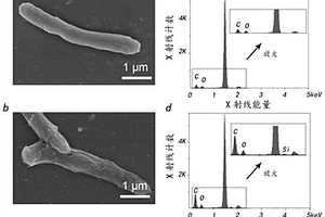 仿生硅礦化細(xì)菌的制備方法及其在治理苯酚廢水中的應(yīng)用