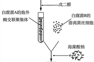 新型共固定化白腐菌凝膠顆粒