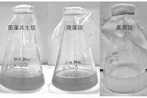 菌藻混合物、菌藻共生體系及其構建方法和應用