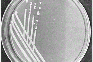 耐鹽芽孢桿菌株的固定化培養(yǎng)方法及應(yīng)用