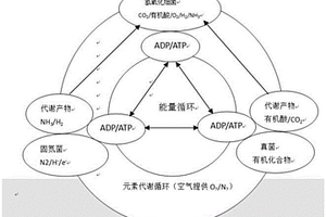 基于氫氧化細(xì)菌的聯(lián)合微生物固氮制劑及其制備方法