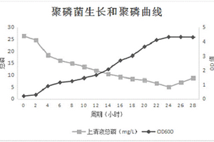 不動(dòng)桿菌CL04及其在村鎮(zhèn)污水除磷處理中的應(yīng)用