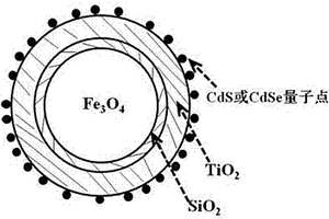 磁性Fe3O4/SiO2/TiO2/量子點復(fù)合納米光催化劑及其制備方法和應(yīng)用