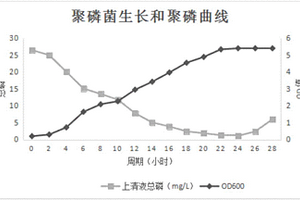 不動(dòng)桿菌CL05及其在村鎮(zhèn)污水除磷處理中的應(yīng)用