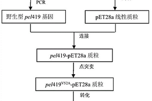 果膠裂解酶突變體ΔPel419及其編碼基因、制備方法和應(yīng)用