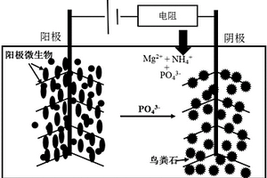 微生物電解池原位回收高純度鳥糞石的方法