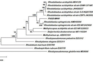 Rhodoblastus sphagnicola耦合微生物菌肥及其制備和應用