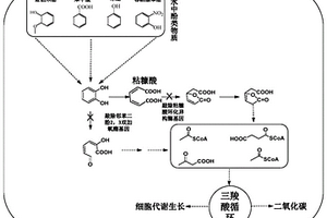 以含酚類化合物為原料生產(chǎn)粘糠酸的基因工程菌