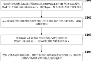 具有六價鉻去除和脫色的不動桿菌、分離純化方法及應用