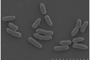 纖維單胞菌及其制備微生物絮凝劑的方法和應用