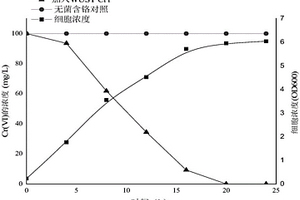 一株耐抗生素的六價(jià)鉻還原菌及其應(yīng)用