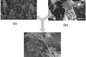 納米氧化銅?聚乙烯醇基海綿材料固定化細菌的制備方法及應用