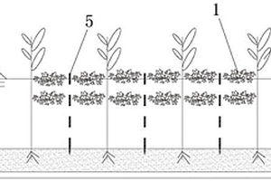 穩(wěn)態(tài)流鳳眼藍(lán)人工濕地及其運(yùn)行方法